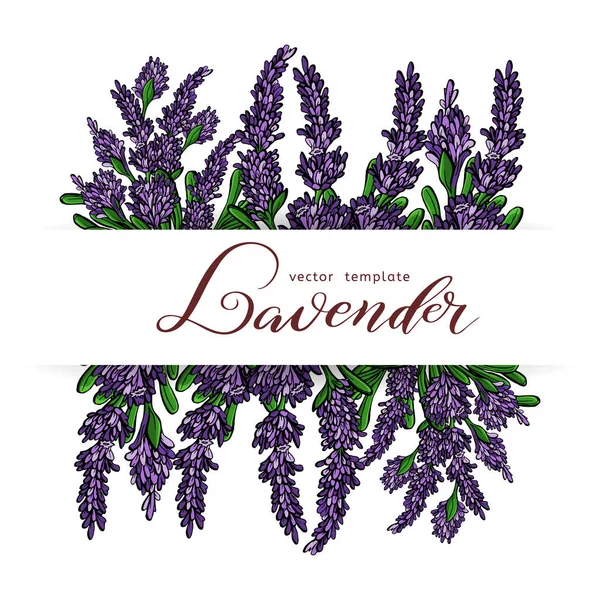 Lavendel kort med blommor. Vintage etikett med Provence violett lavendel. Vektor. — Stock vektor
