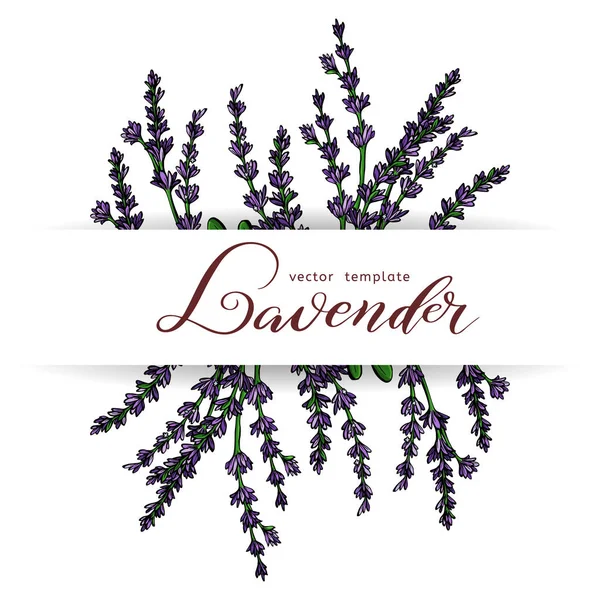 Lavendel kort med blommor. Vintage etikett med Provence violett lavendel. Vektor. — Stock vektor