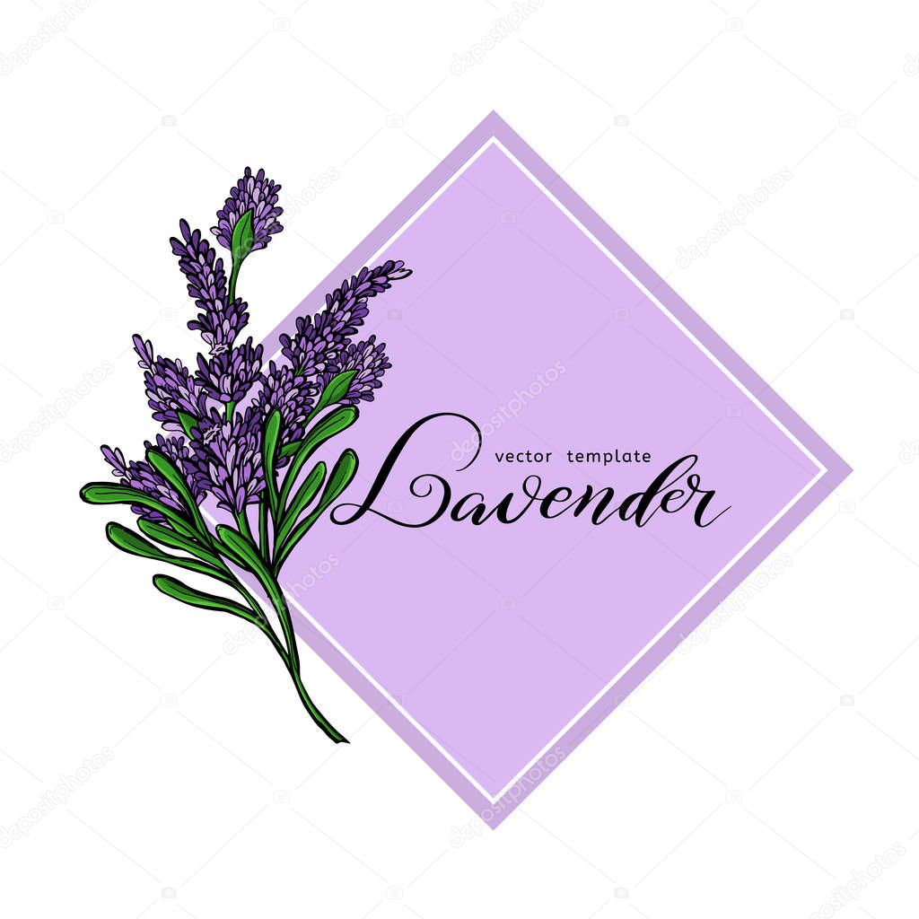 Lavender Card with flowers. Vintage Label with Provence violet lavender. Vector.