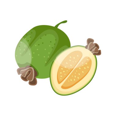 Olgun feijoa. Tropikal meyveler. Vejetaryen beslenme. Organik gıda. Ayrıntılı vektör çizimi.