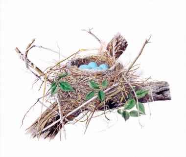 Muhteşem kuş yuvası çizimi. Güzel kuş yuvası sanat eserleri, klasik tarzda dijital resimler..