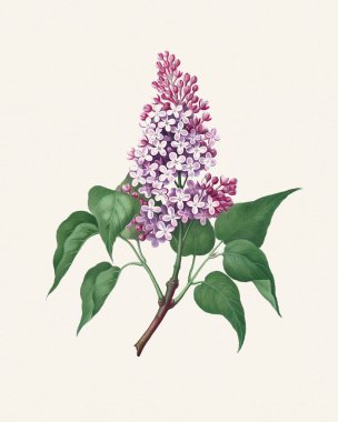 Botanik çiçeği çizimi. Yumuşak desenli bej kağıt arkaplanda suluboya resim.