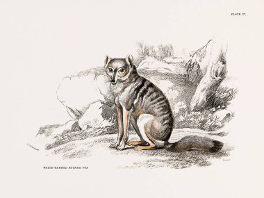 Antika köpek çizimi. Köpeklerin doğal tarihi üzerine yazılmış bir kitaptan 19. yüzyıl zoolojik baskısı. Londra, 1840.