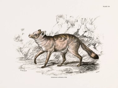 Antika köpek çizimi. Köpeklerin doğal tarihi üzerine yazılmış bir kitaptan 19. yüzyıl zoolojik baskısı. Londra, 1840.