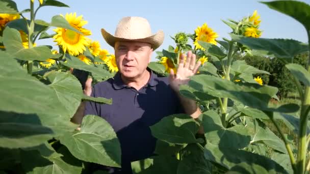 Agricultor Girassol Fazenda Plantação Falando Sobre Agricultura Trabalho Negócios — Vídeo de Stock