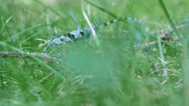 Cerrar Imagen Con Hermoso Insecto Azul Gris Hierba Verde — Vídeos de Stock