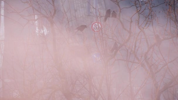 Groupe Corbeaux Jouant Dans Les Arbres Autour Nid Couvert Vapeur — Video