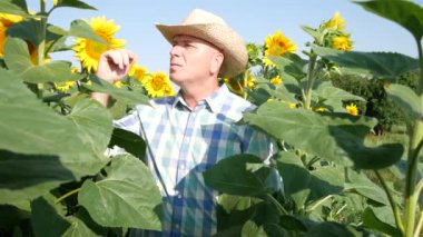 Yorgun çiftçi onun ısı terleme sıcak gün almak ayçiçeği kültür teftiş