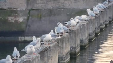 Martılar istirahat grubunda orta Town Nehri su yüzeye yakın aile