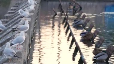 Yabani kuşlar martılar ve ördekler burada kalıp birlikte dinlenme Nehri üzerinde