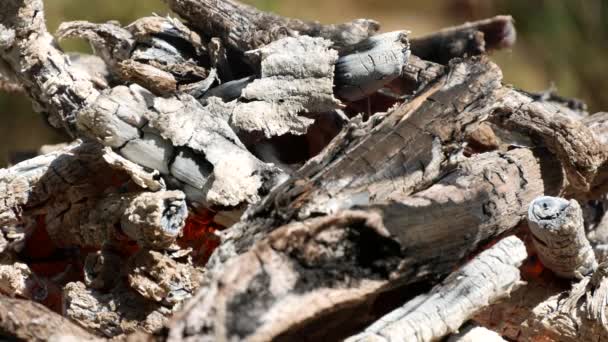 Close Up Intense Fire with Piece of Wood and Charcoal Burning with Small Flames — Stock Video