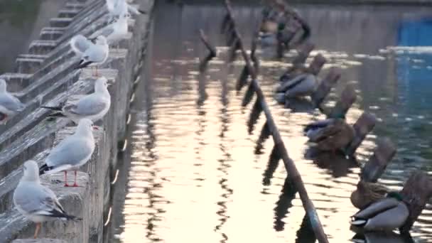 Wild Birds Seagulls and Ducks on the River Staying and Resting Together — Stock Video