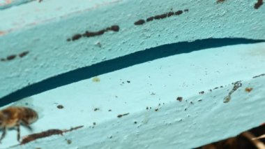 Bir arı kovanı girişinde uçan yerli arı kolonisi (Ultra High Definition, Ultrahd, Ultra Hd, Uhd, 4k, 3840 x 2160)