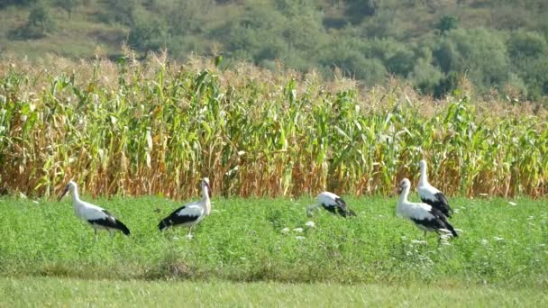 Keluarga Bangau Putih di Meadow Pencarian Makanan (Definisi Ultra Tinggi, UltraHD, Ultra HD, UHD, 4K, 3840x2160 ) — Stok Video