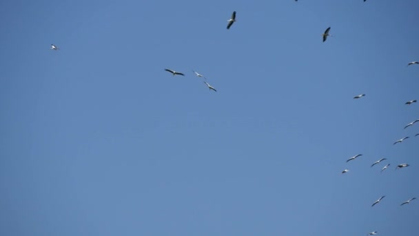 Gran Grupo de Cigüeñas Volando en Círculo Alto en el Cielo (Ultra Alta Definición, UltraHD, Ultra HD, UHD, 4K, 3840x2160 ) — Vídeos de Stock