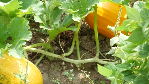 Wunderschöner großer orangefarbener Kürbis in einem Bauerngarten mit Gemüse (ultra high definition, ultrahd, ultra hd, uhd, 4k, 3840x2160) — Stockvideo