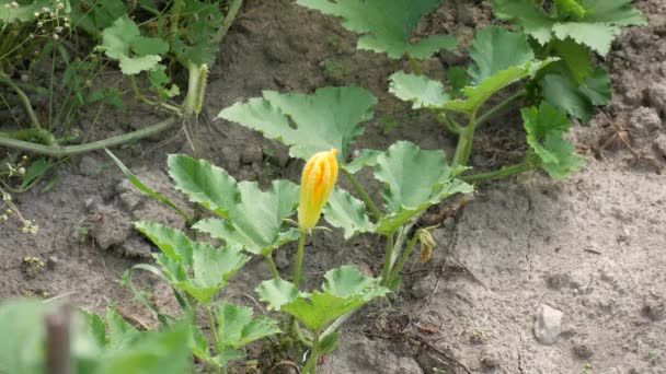 Gemüsegarten-Bild mit einer Kürbispflanze und kleinen orangefarbenen Blüten (ultra high definition, ultrahd, ultra hd, uhd, 4k, 3840x2160) — Stockvideo