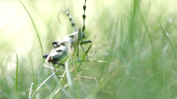 Vista de cerca de un hermoso pequeño insecto azul-gris en hierba verde (Ultra alta definición, UltraHD, Ultra HD, UHD, 4K, 3840x2160 ) — Vídeo de stock