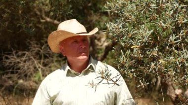 Zeytin ağacı meyve bahçesi çiftçi hücre Test zeytin hasat çalışma ve kokulu Aroma ile (Ultra High Definition, Ultrahd, Ultra Hd, Uhd, 4k, 3840 x 2160)