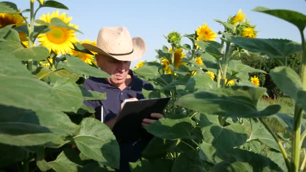 Farmář zkontrolovat slunečnice plantáže a psát do schránky (Ultra High Definition, Ultrahd, Ultra Hd, Uhd, 4k, 3840 x 2160) — Stock video