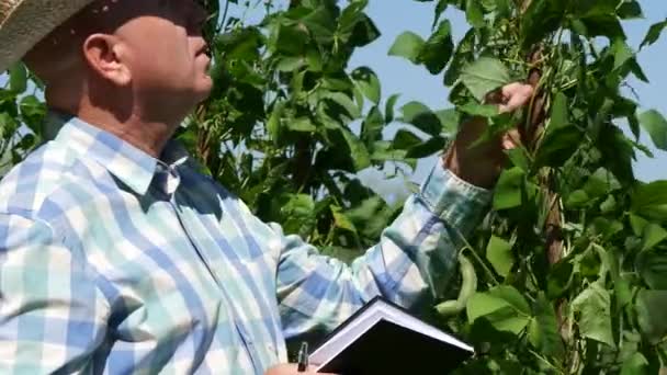 Jordbrukaren kontrollera gröna bönor växter från trädgården och anteckningar i Agenda (Ultra High Definition, Ultrahd, Ultra Hd eller Uhd, 4k, 3840 x 2160) — Stockvideo