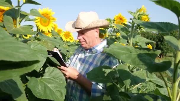 Agricoltore nella cultura del girasole Esaminare le piante e prendere appunti utilizzando Appunti (Ultra alta definizione, UltraHD, Ultra HD, UHD, 4K, 3840x2160 ) — Video Stock