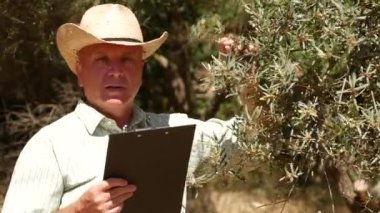 Çiftçi elinde zeytin ağacı plantasyon içinde konuşmak Clipboard ile