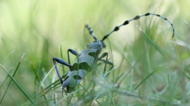 Mavi-gri böceği ile siyah noktalar uzun anten Closeup görüntülemek Rosalia Longicorn (Ultra High Definition, Ultrahd, Ultra Hd, Uhd, 4k, 3840 x 2160)