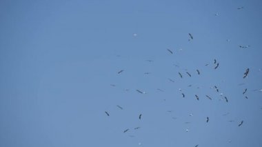 Beyaz mavi gökyüzü kuşlar göç çevrelerde etrafında uçan leylek sürüsü