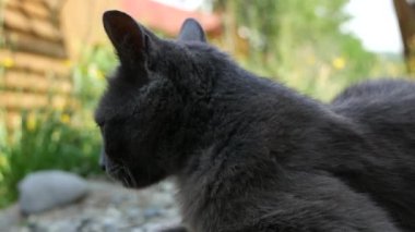 Homestead arka bahçesinde yorgun etrafa aşağı yalan tembel gri kedi