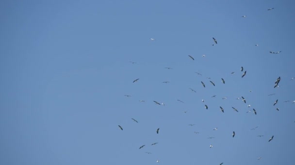 Flock Vita Storkar Flyger Runt Cirklar Blå Himmel Fåglar Migration — Stockvideo