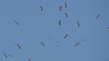Beyaz daire içinde geçiş sezonunda mavi gökyüzünde uçan leylek sürüsü