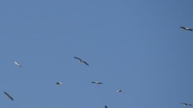 Daire içinde geçiş sezona hazırlanıyor mavi gökyüzü uçan leylek sürüsü