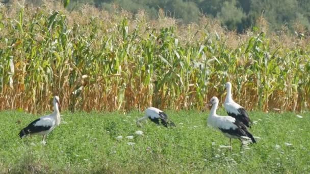 Cigüeñas Blancas Que Viven Hábitat Natural Caminando Alimentándose Una Finca — Vídeo de stock