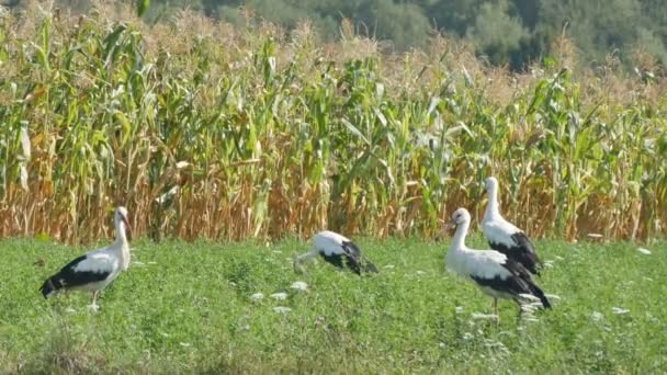 Čápů Bílých Žít Přirozeném Prostředí Chůze Krmení Zemědělské Půdě — Stock video