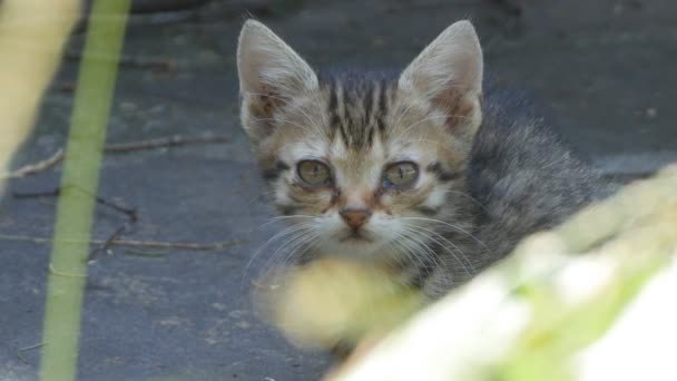 Kleine Kleine Baby Kat Verblijf Zoek Bang Nieuwsgierig Tuin — Stockvideo
