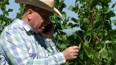 Yeşil fasulye çiftlik kültür yürüyüş ve cep telefonunuza konuşan çiftçi doğrulayın