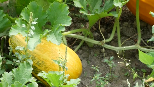 菜園の田舎の農場で育った大きなカラフルなオレンジ カボチャ — ストック動画