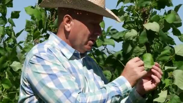 Αγρότης Που Μιλάμε Για Πράσινα Φασόλια Pod Φυτεία Λαχανικά Και — Αρχείο Βίντεο