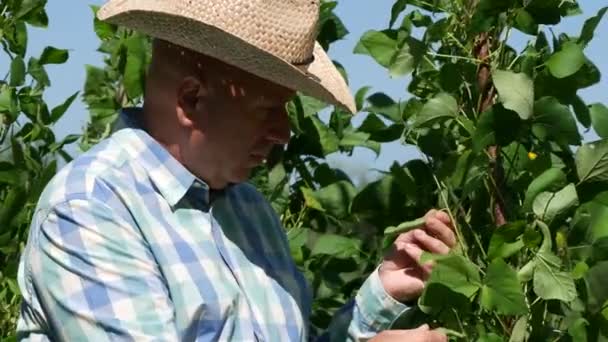 Agricultor Estudiando Cerca Bacalao Frijol Aprobar Con Pulgar Hacia Arriba — Vídeos de Stock