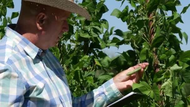 Landwirt Geht Und Beobachtet Bohnenpflanzen Beim Wachsen Schreiben Sie Informationen — Stockvideo