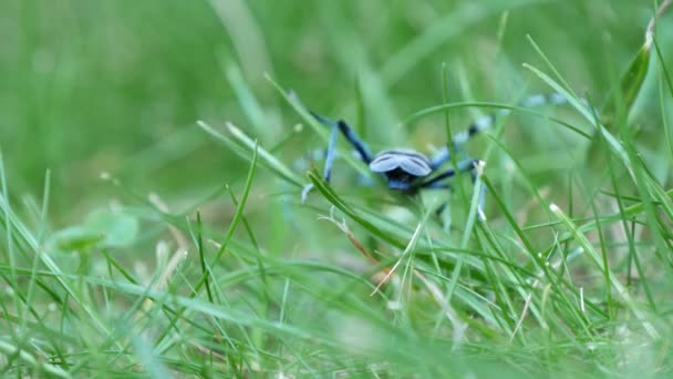 Vista Cerca Rosalia Longicornio Escarabajo Azul Gris Con Antenas Largas — Vídeos de Stock
