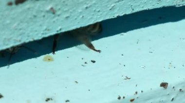 Arı uçan ve iç ve dış arı kovanı Closeup görünümü taşıma