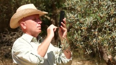 Orchard almak fotoğraf ve cep telefonu kullanarak bilgi gönder çiftçi zeytin ağaçları
