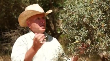 Pizza da zeytin hakkında açıklayan bir çiftçi ağaçlar meyve bahçesi ve gıda sanayi