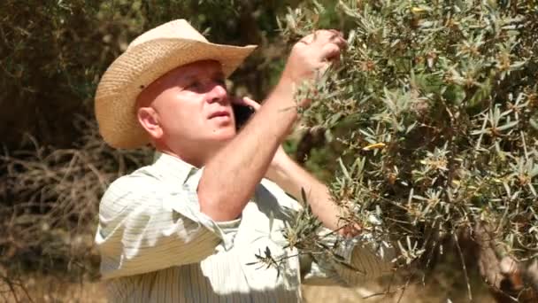 Confiding Pessoa Agricultura Negócios Caminhada Thru Oliveiras Falando Celular — Vídeo de Stock