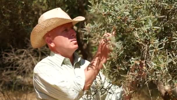 Bonde Iaktta Noggrann Olive Växter Touch Leaf Lukt Och Promenad — Stockvideo