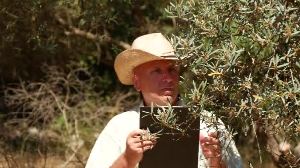 Farmer Studio Prendere Appunti Negli Appunti File Olive Trees Farm — Video Stock