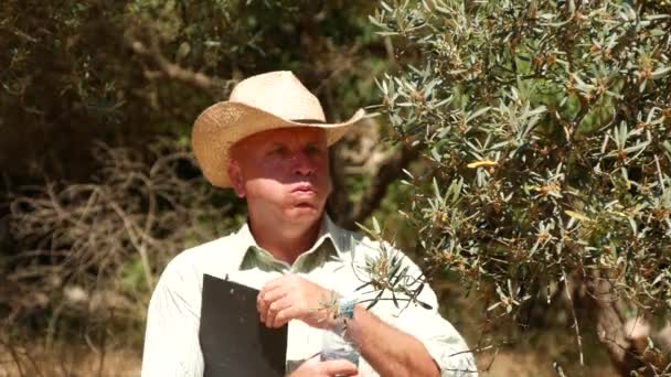 Γεωργία Επιχειρησιακό Πρόσωπο Επιθεωρήσει Αγρόκτημα Δέντρα Ελιάς Πόσιμο Νερό Ψύχρα — Αρχείο Βίντεο