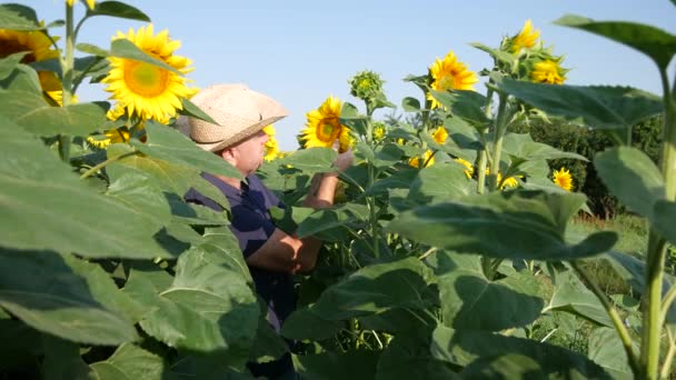 Agricultor Satisfecho Revisando Plantas Girasol Una Cultura Tierras Cultivo — Vídeos de Stock